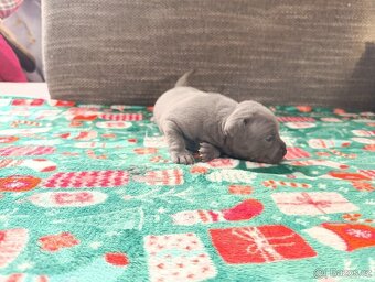 Stafordšírský bulteriér - 13