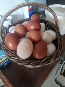 Násadová vejce - 13