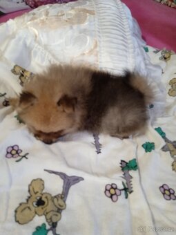 POMERANIAN - 13