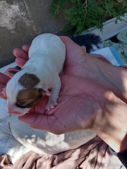 Jack russel teriér (pes) - 13