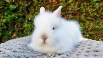 Zakrslý králík, králíček - (TEDDY) - HERBERT A HEIDY - 13