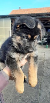 Štěňata německého ovčáka  bez PP - 13