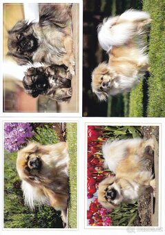 pohledy zvířat - 13