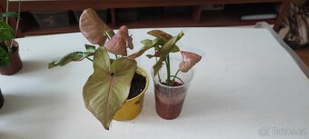 Syngonium různé druhy - 13