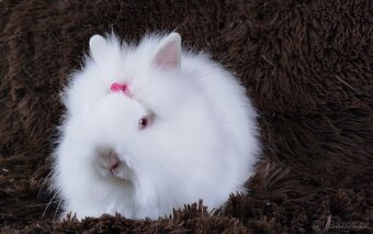 Zakrslý králík, králíček -(TEDDY)-HEIDY - 13