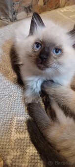 Ragdoll kotatka ,kotata - 13