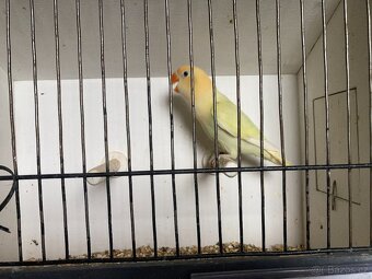 Agapornis fischeri - 13