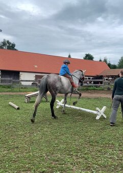 8 letá klisna do sportu - 13