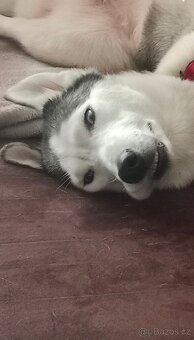 Sibiřský husky kira, prosím přečtěte si popis - 13