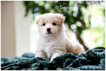 Border Collie, Border Kolia s PP FCI barva ee red - 13