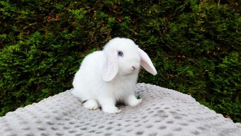 Zakrslý beránek, králíček, králík - TYMIÁN - 13