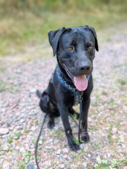 ÁRON K ADOPCI - přátelský akční mazel, vhodný k dětem - 13