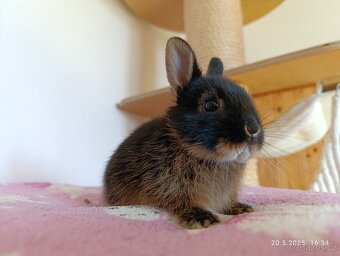 Zakrslý králík - očkovaná mláďata - 13