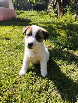 Jack Russell teriér - 13