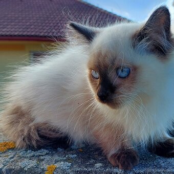 Maciatka ragdoll na odber - 13