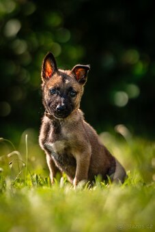 Belgický ovčák - Malinois s PP - 13