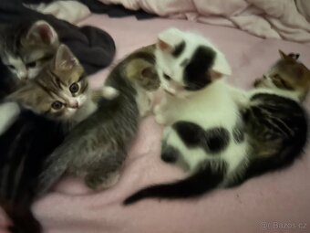 6 Rozkošných Koťátek (Máma Britka s PP x Pouliční Elegán) - 13