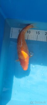 Prodam KOI pouze uznavane variery - 13