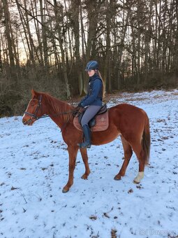 Letos čtyřletý sympatický valach - 13