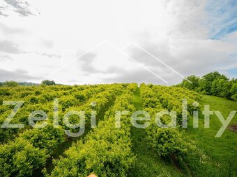 Polom - Jabloňový sad 9760m² s zahradním domkem na prodej - 13
