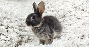 Zakrslý králík, králíček -(REX)-DAISY - 13