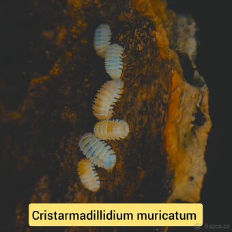 Stinky - isopody - 13