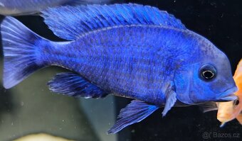 Tlamovci Malawi - 13