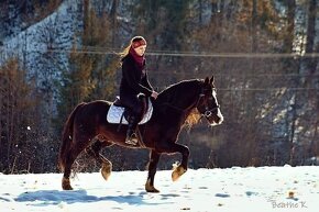 Připouštění Welsh cob - D - 13