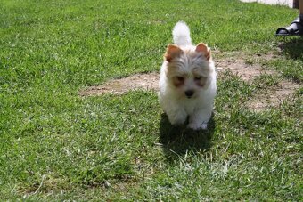 Yorkshire Terrier Golddust – štěňátka k odběru ihned - 13