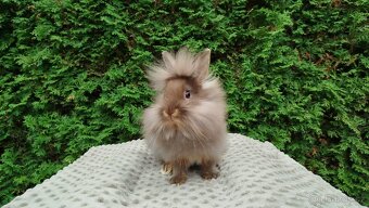 Zakrslý králík, králíček-(lvíček) NATANIEL - 13