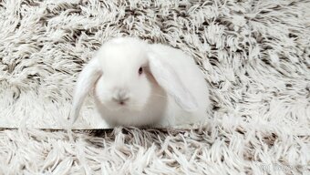 Zakrslý beránek, králíček, králík - MOLLY A MATEO - 13