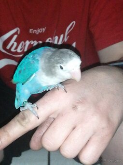 agapornis fischeri - 13