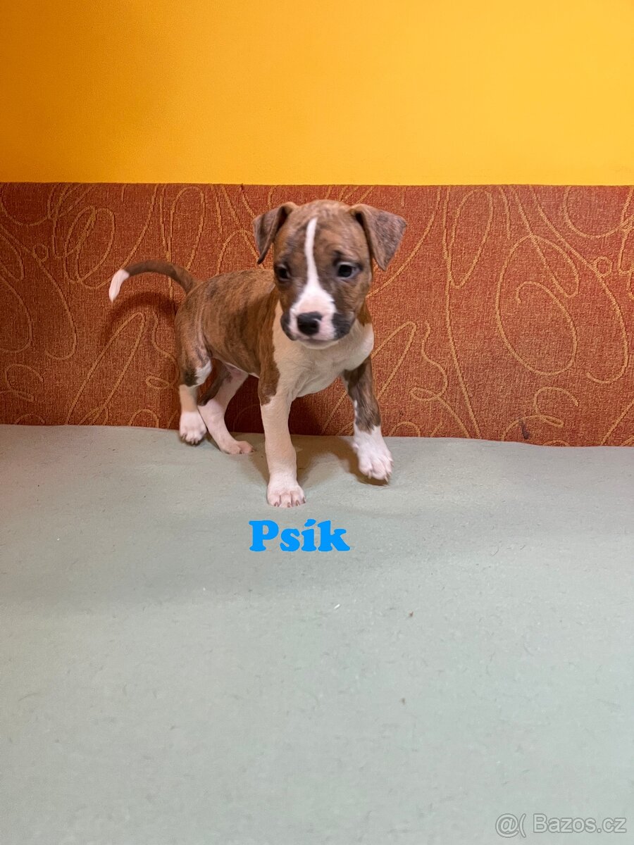 Americky Stafordšírský Terier šteniatka - 14