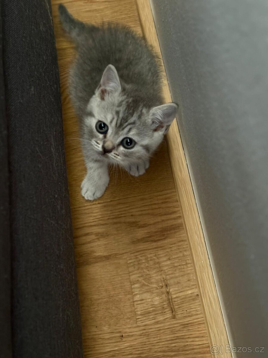 Koťátka - 14