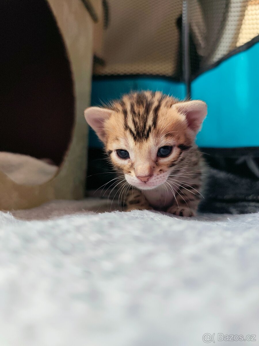 Bengálská kočička s PP - 14