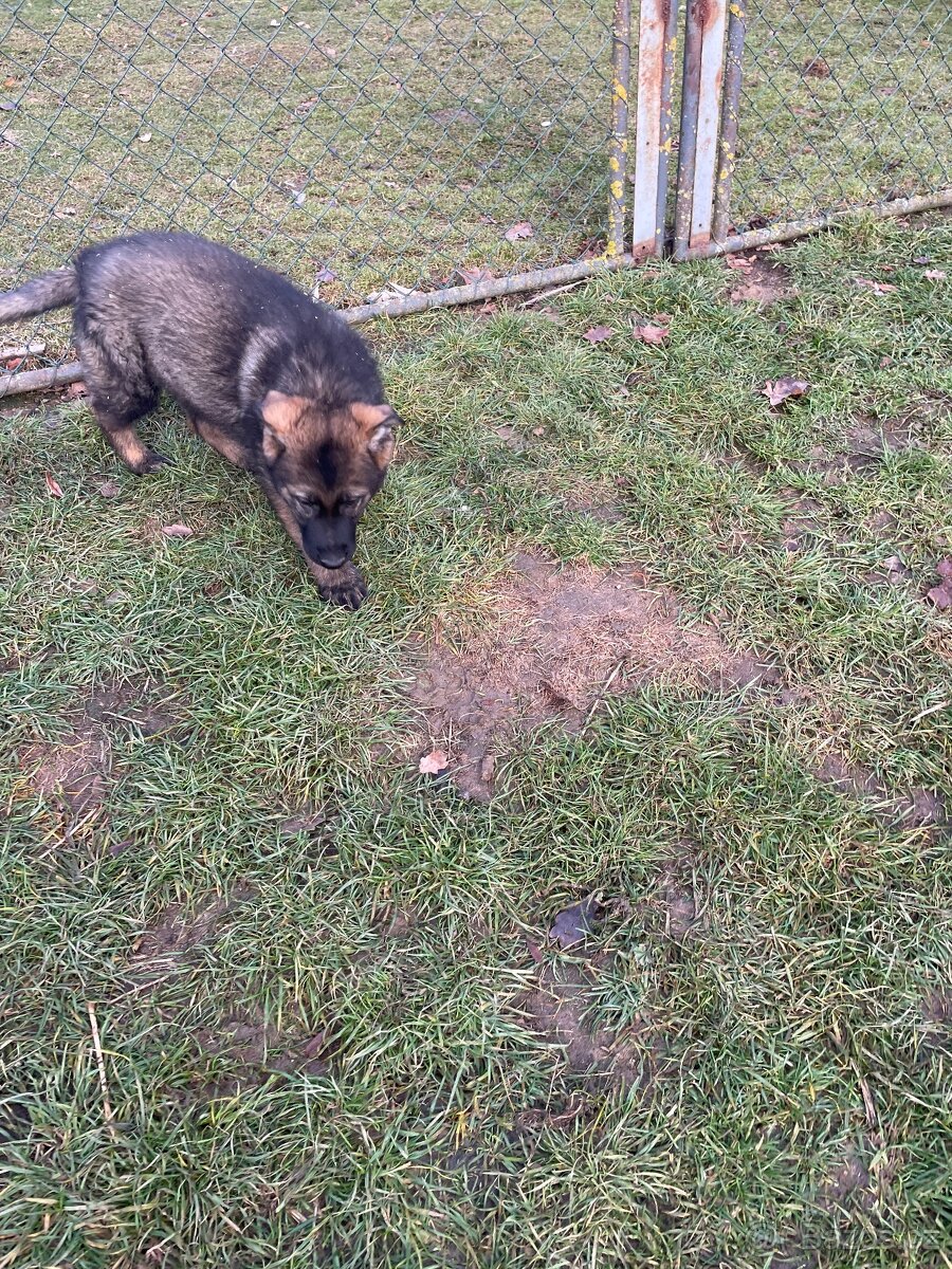 Německý ovčák - 14