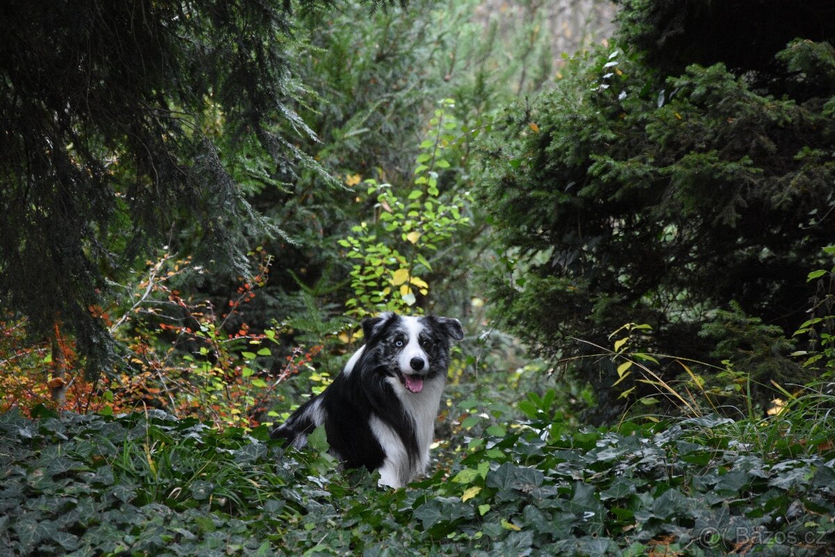 Krycí pes border kolie s PP FCI, nabídka krytí - 14