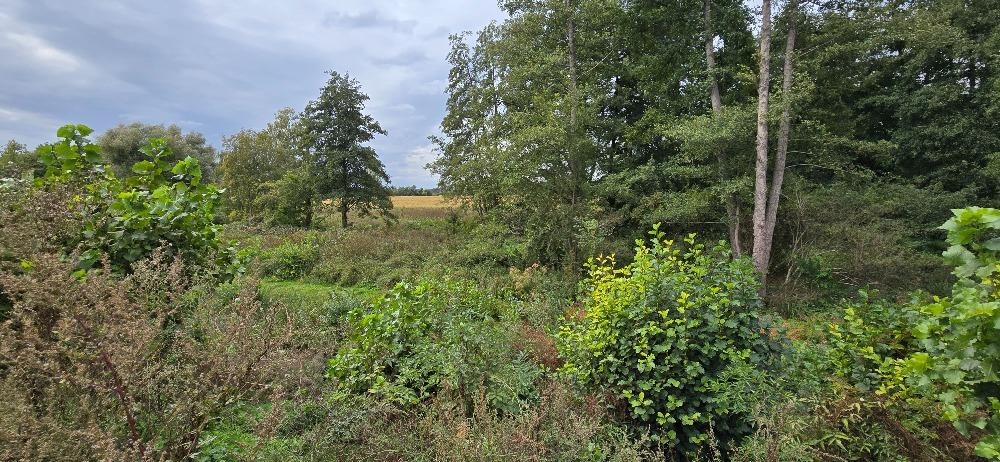 Prodej zahrady 3.737 m² v Borku - 14