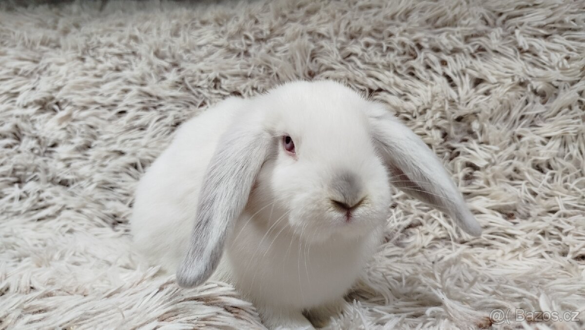 Zakrslý beránek, králíček, králík - MOLLY - 14