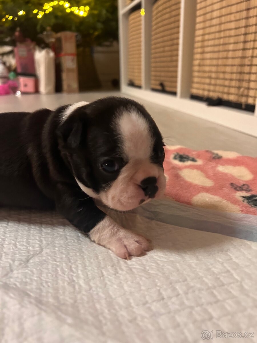 Bostonský teriér - 14