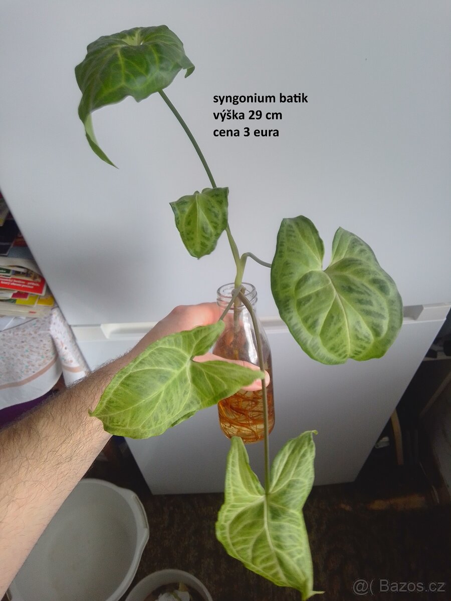 rastliny predaj - 14