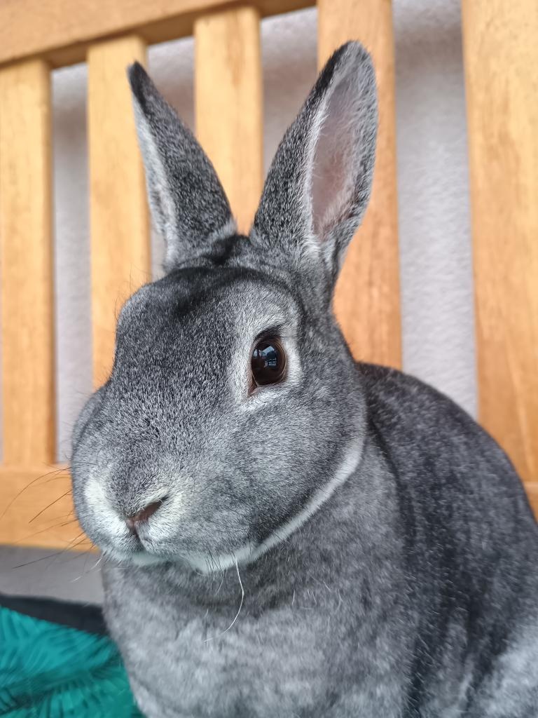 Zakrslý REX činčilový s PP - 14