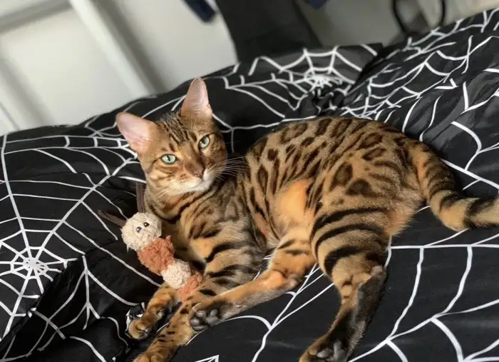 Bengálská kočka-holčička - 14