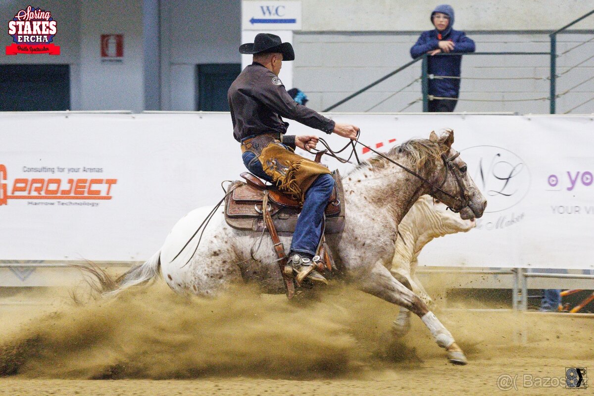 Appaloosa hřebeček - 14