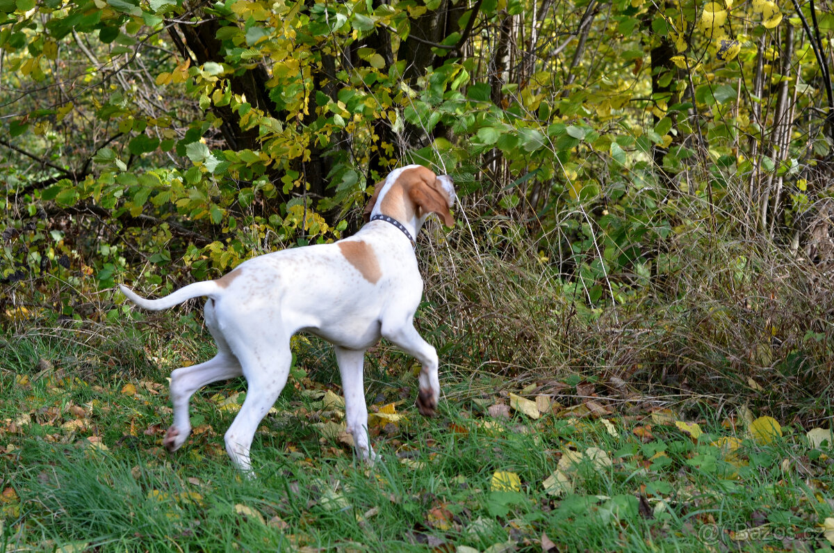 Pejsek a fenka_pointer_štěňátka_CHS z Mešinské hájovny - 14
