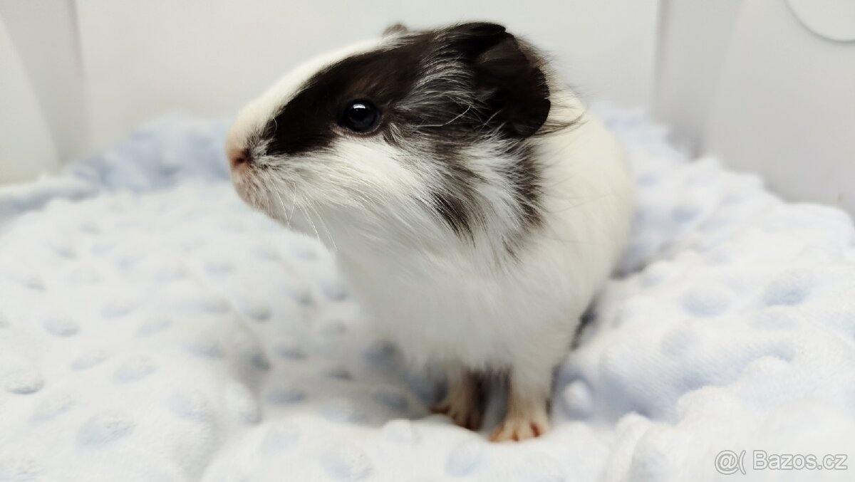 Morče, Morčata, Morčátko, Morčátka - BETTY - 14