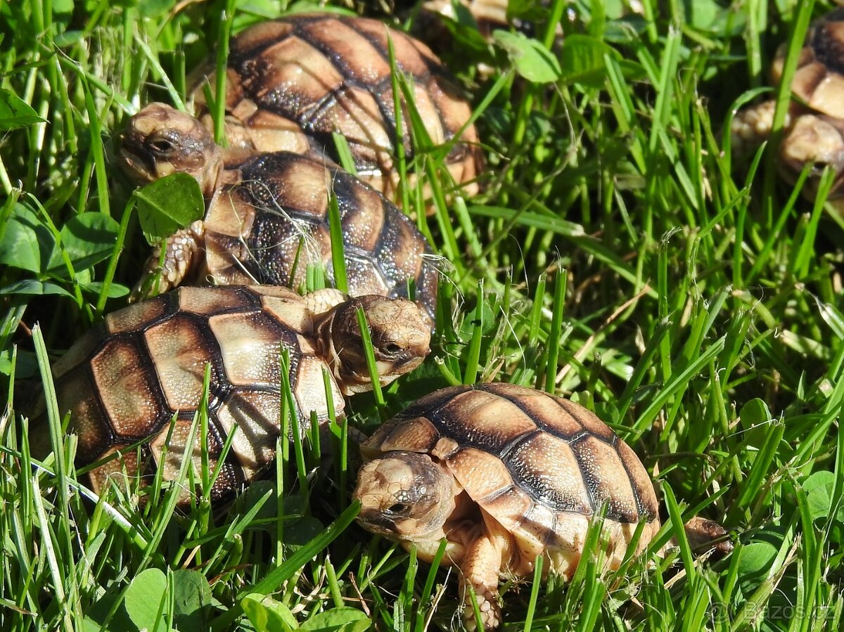 Malé suchozemské želvy - 14