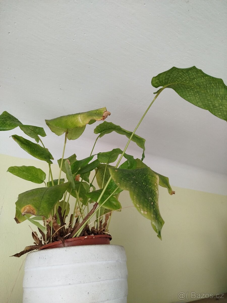 Pokojové rostliny - 14