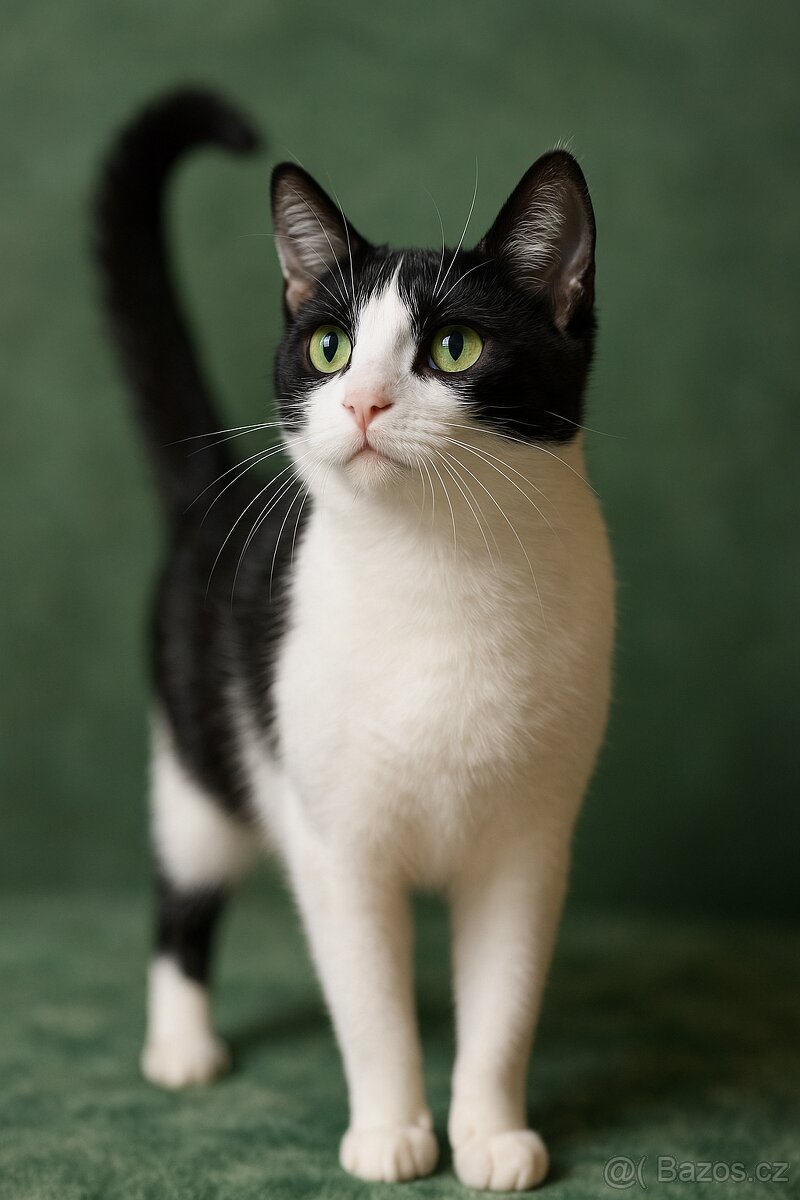 Koťata Kotátka - 2 měsíční (+ mámy) - 14