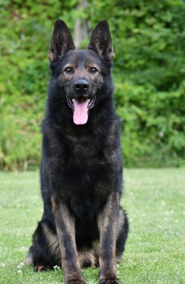 Německý ovčák - štěňátka s PP - 14